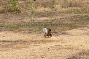 國外網(wǎng)友惡搞：這是水晶宮vs利物浦??